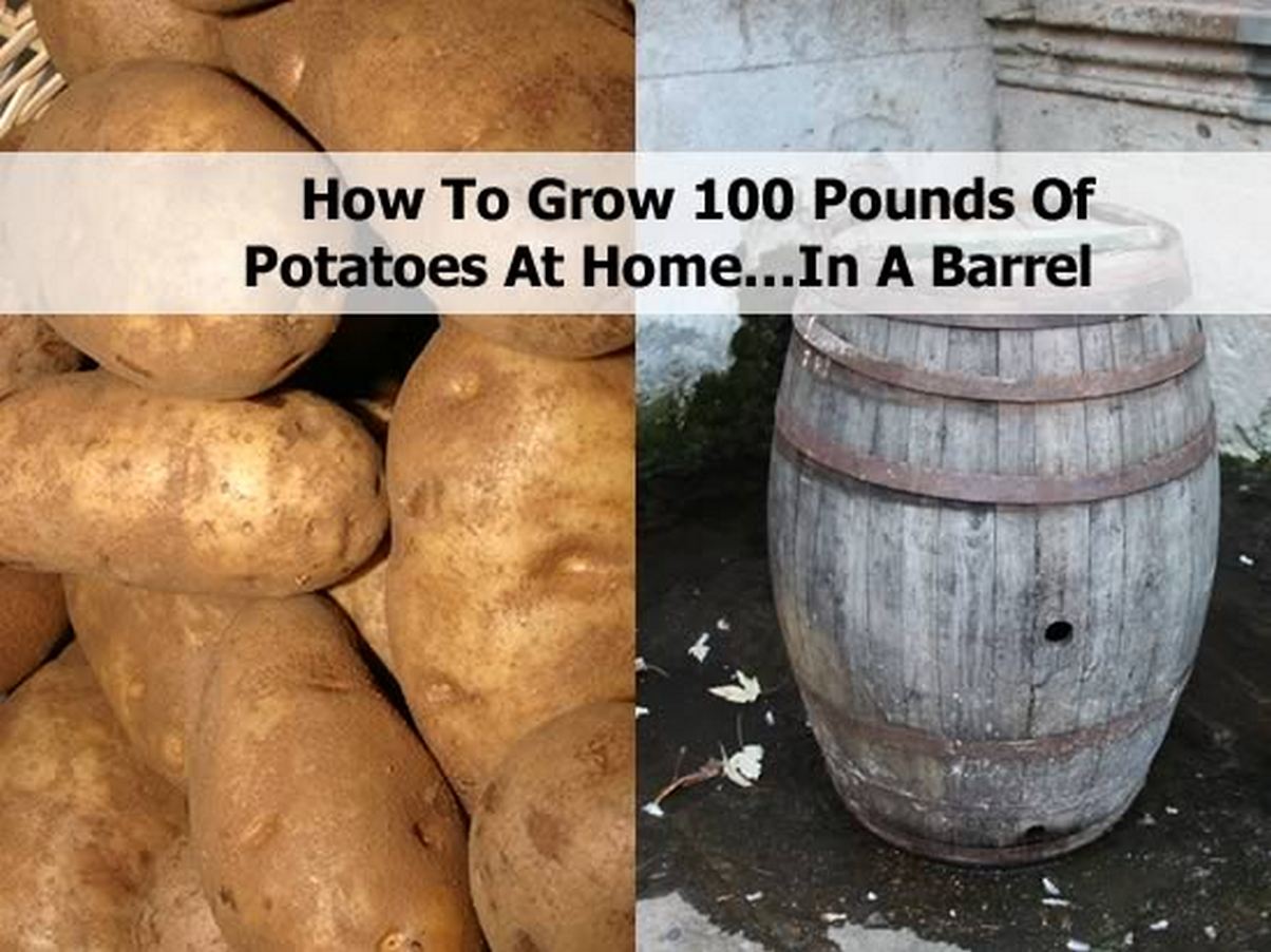 How To Grow One Hundred Pounds Of Potatoes At Home...In A Barrel