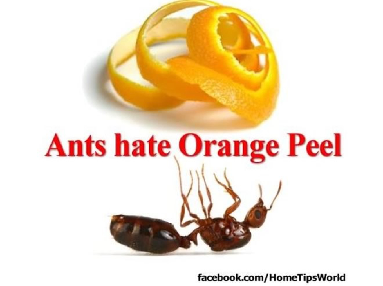 Ants Hate Orange Peel Natural Pest Control