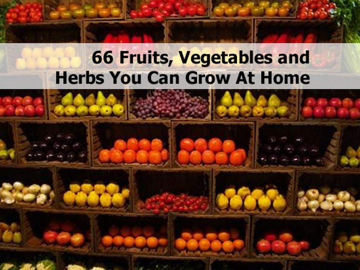 66 Fruits, Vegetables and Herbs You Can Grow At Home