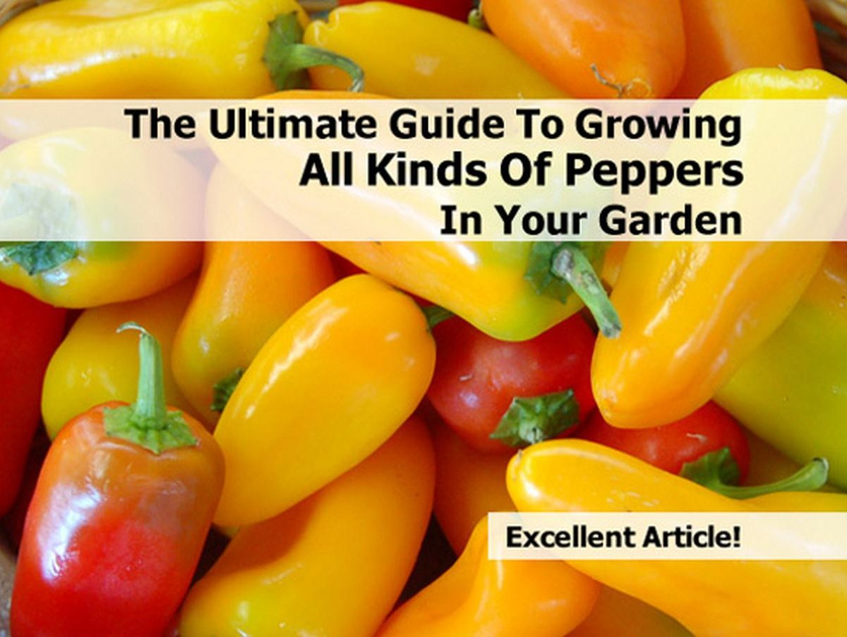 The Ultimate Guide To Growing All Kinds Of Peppers In Your Garden