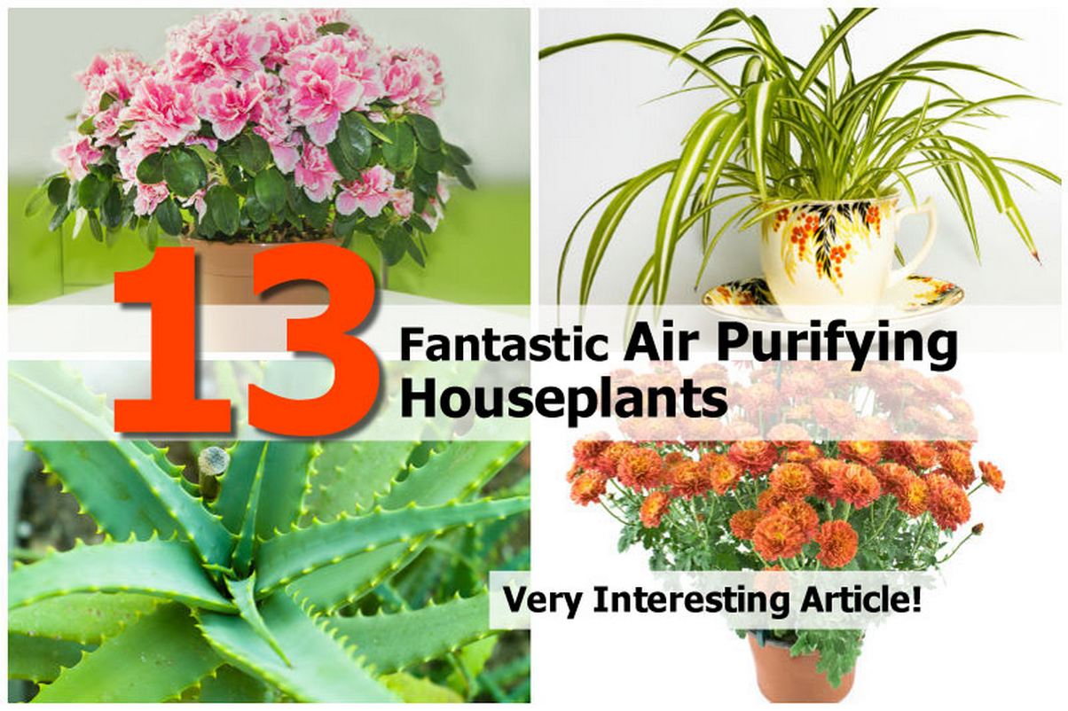 13 Fantastic Air Purifying Houseplants