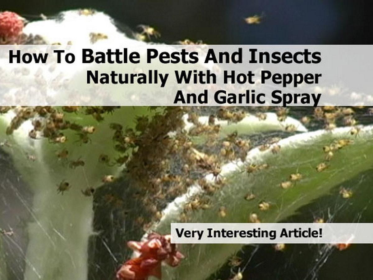 How To Battle Pests And Insects Naturally With Hot Pepper And Garlic Spray