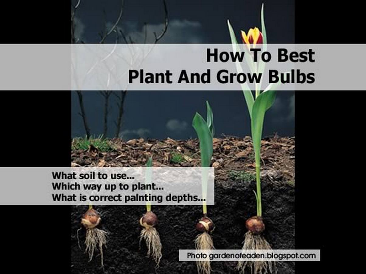 How To Best Plant And Grow Bulbs