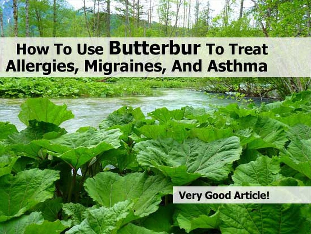 How To Use Butterbur To Treat Allergies, Migraines, And Asthma