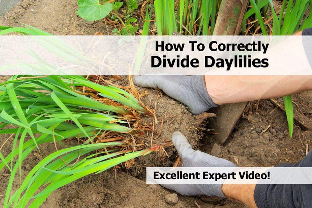 how to correctly divide daylilies how to correctly divide daylilies