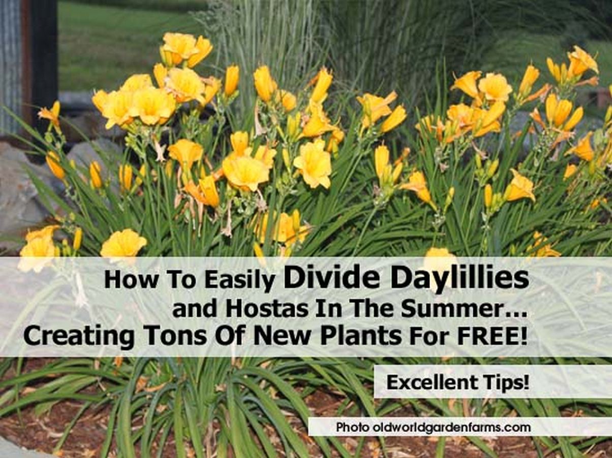 how to easily divide daylillies and hostas in the summer creating tons of new plants for free how to easily divide daylillies and hostas in the summer creating tons of new plants for free