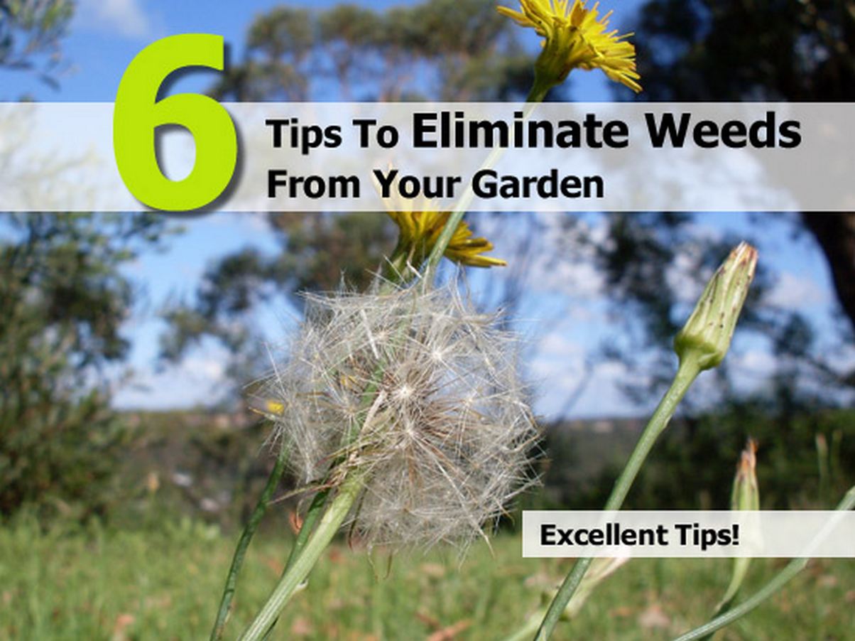 6 Tips To Eliminate Weeds From Your Garden