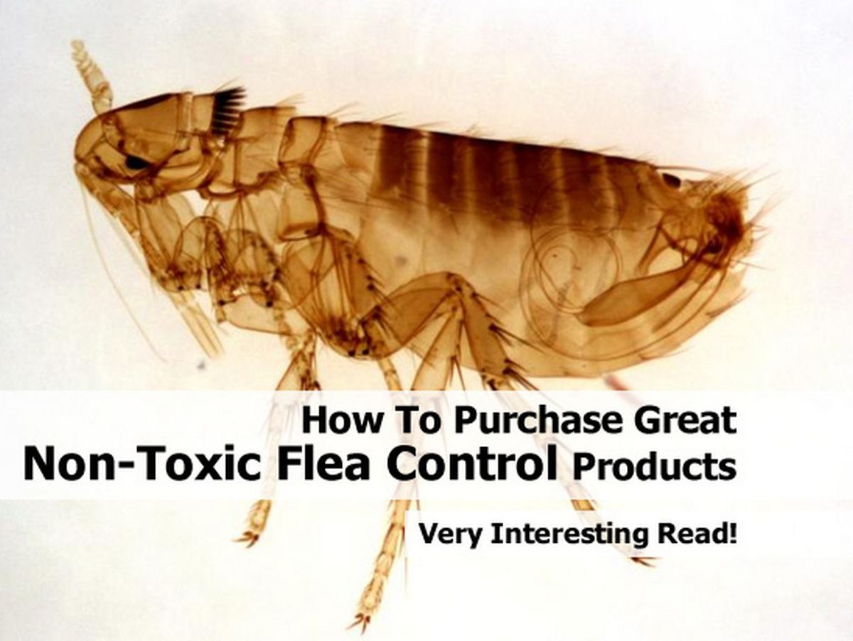 How To Purchase Great NonToxic Flea Control Products