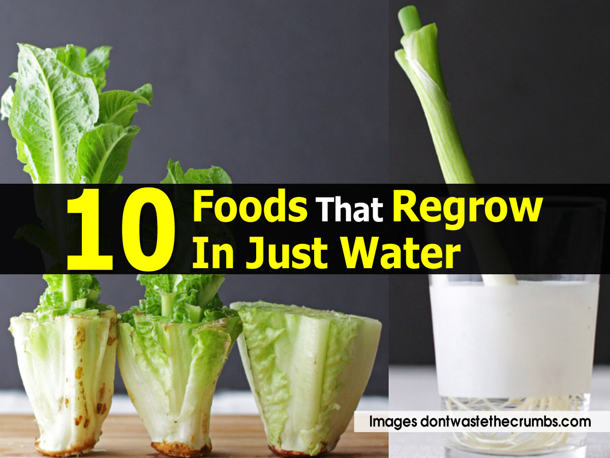 10 Foods That Regrow In Just Water