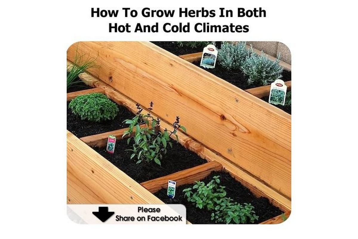 How To Grow Herbs In Both Hot And Cold Climates