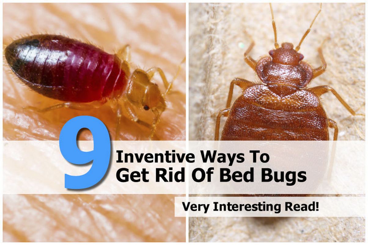 How to Get Rid of Bed BugsLets Rid Of