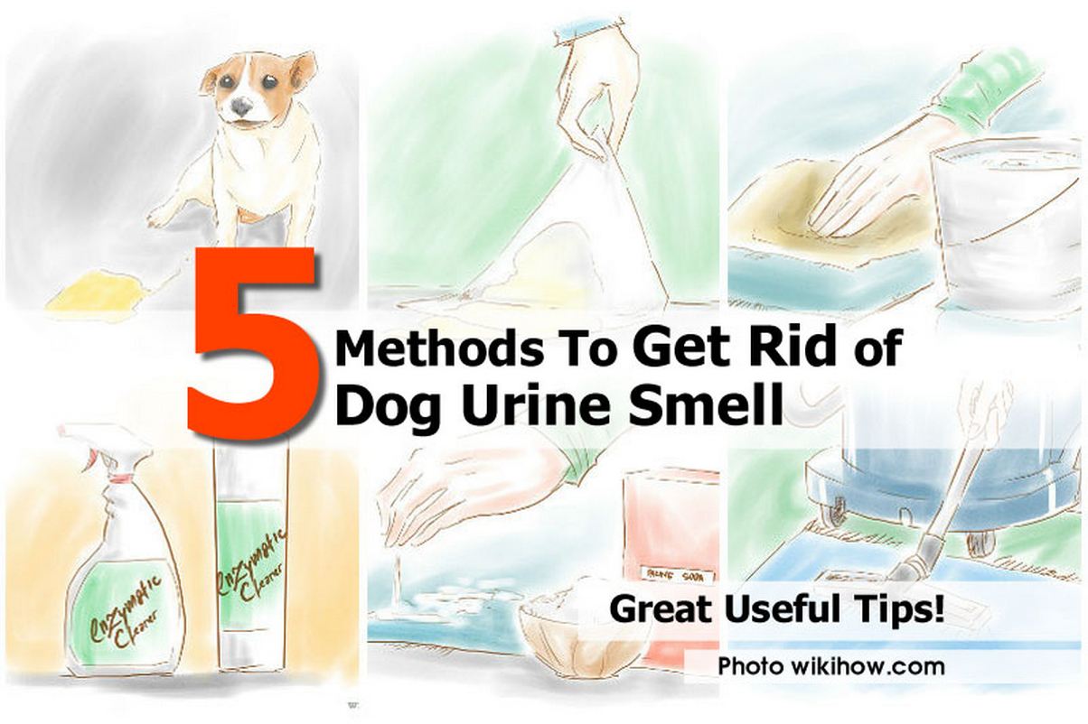 urine dog smell rid odor methods discharge bathroom homemade fishy clean