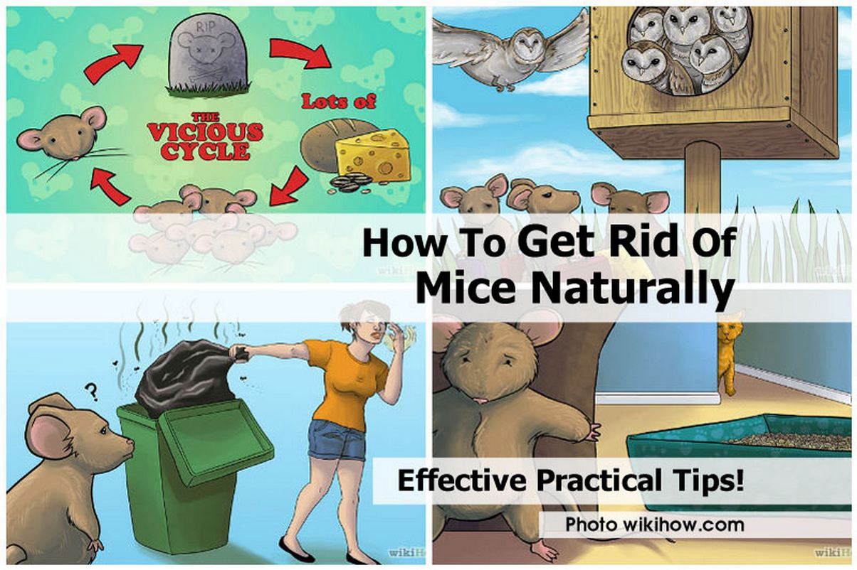 How To Get Rid Of Mice Naturally