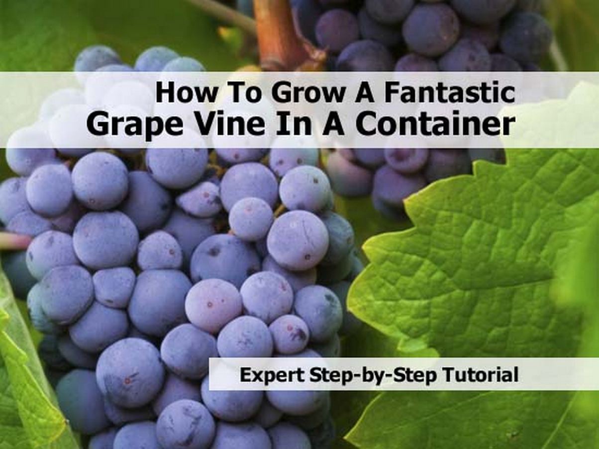 How To Grow A Fantastic Grape Vine In A Container