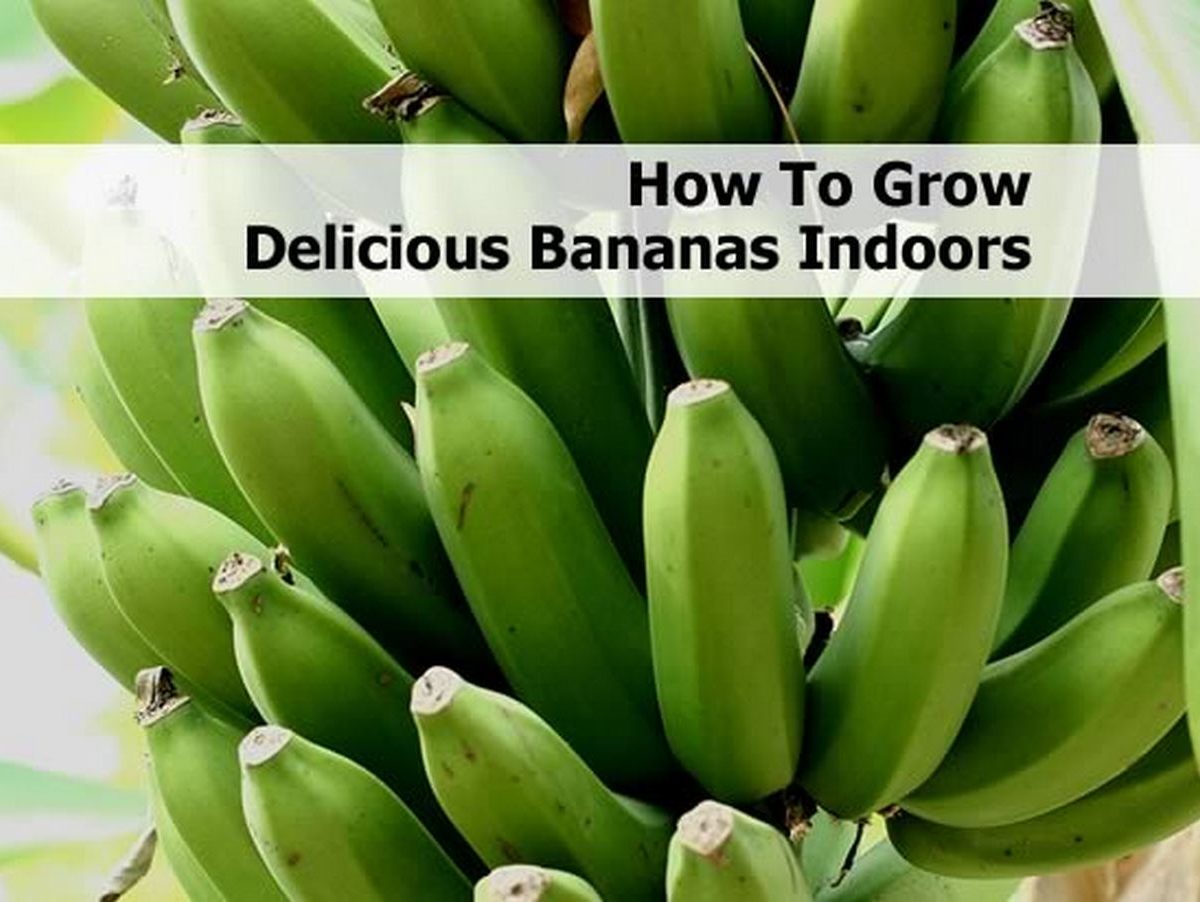 How To Grow Delicious Bananas Indoors