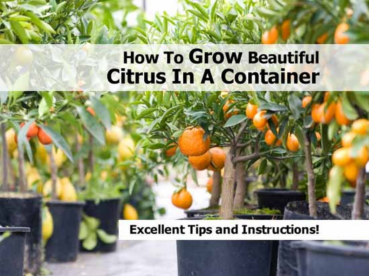 How To Grow Beautiful Citrus In A Container