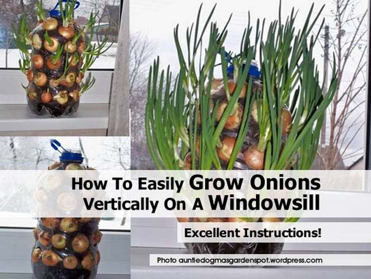 How To Easily Grow Onions Vertically On A Windowsill