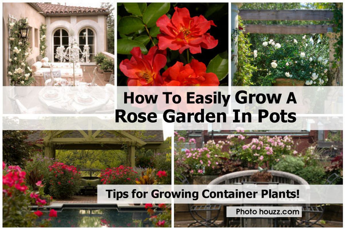 How To Easily Grow A Rose Garden In Pots