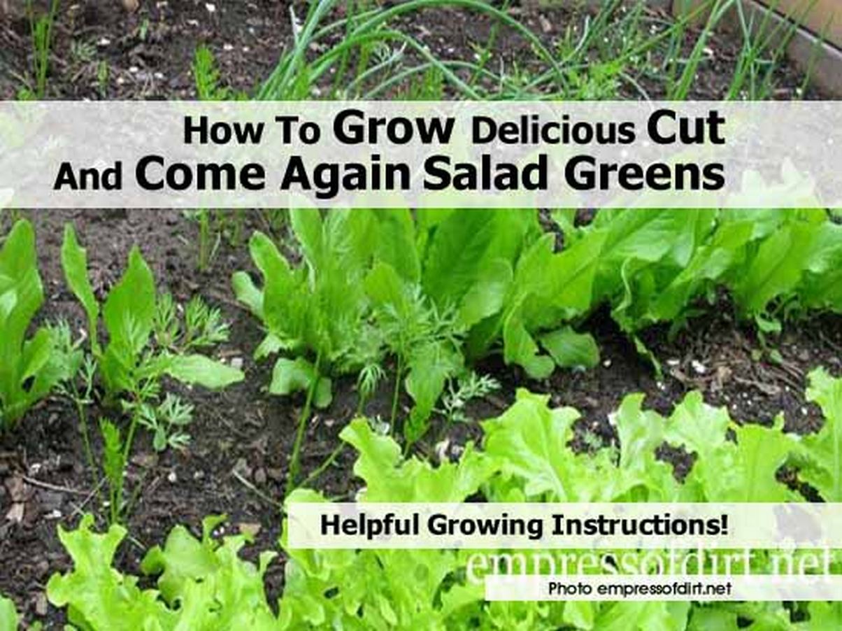 How To Grow Delicious Cut And Come Again Salad Greens