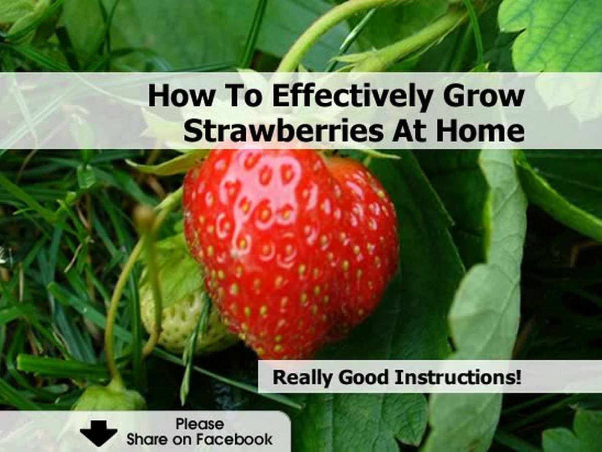 How To Effectively Grow Strawberries At Home