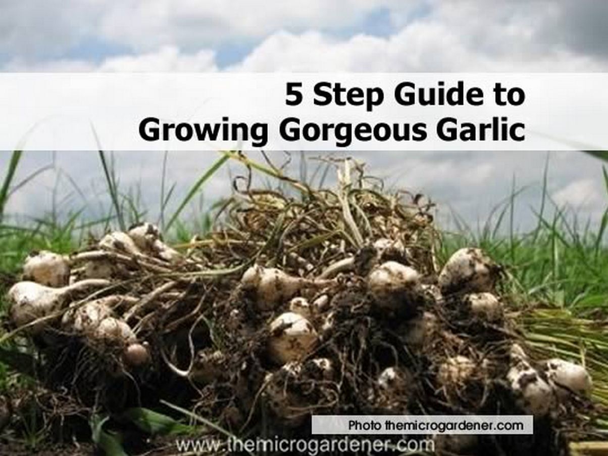 5 Step Guide to Growing Garlic