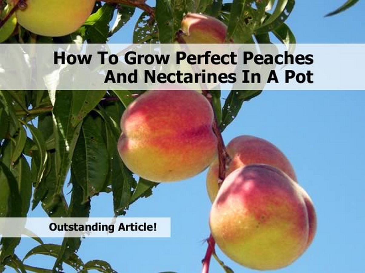 How To Grow Perfect Peaches And Nectarines In A Pot