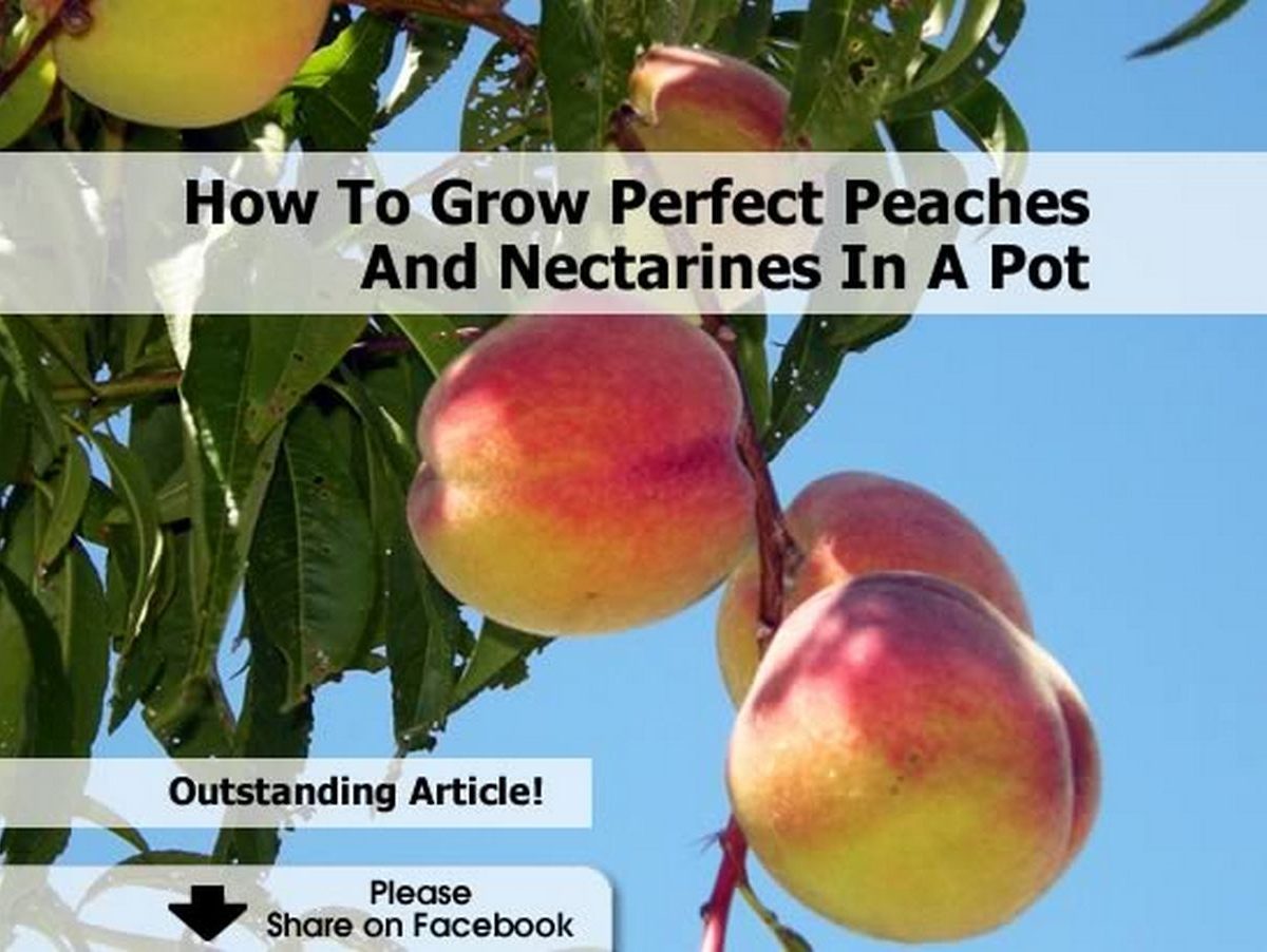 How To Grow Perfect Peaches And Nectarines In A Pot