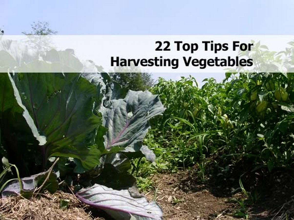 22 Top Tips For Harvesting Vegetables