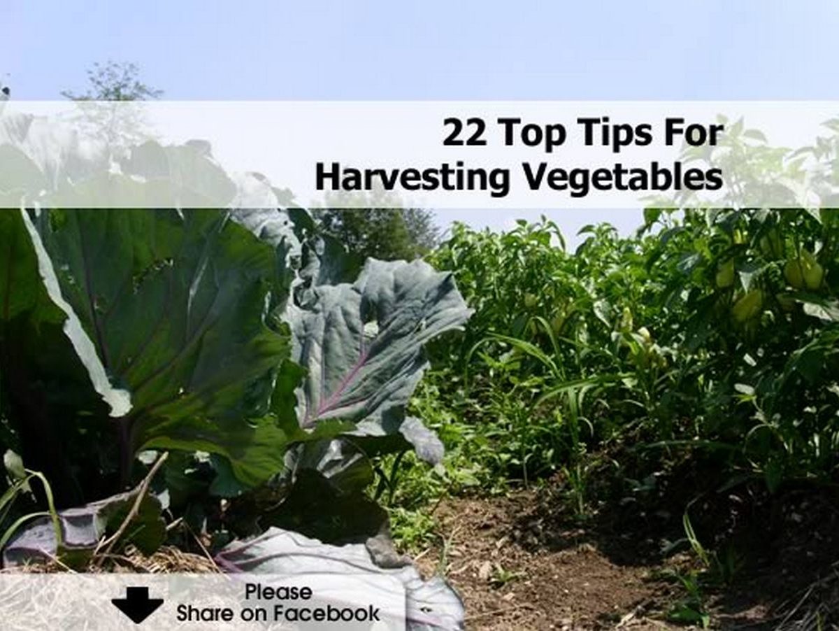 22 Top Tips For Harvesting Vegetables