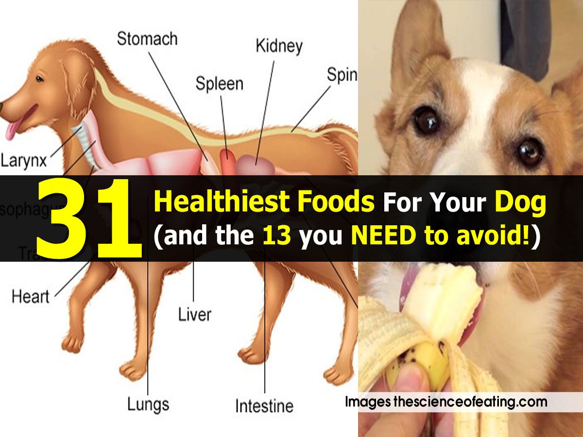 31 Healthiest Foods For Your Dog (and the 13 you NEED to avoid!)