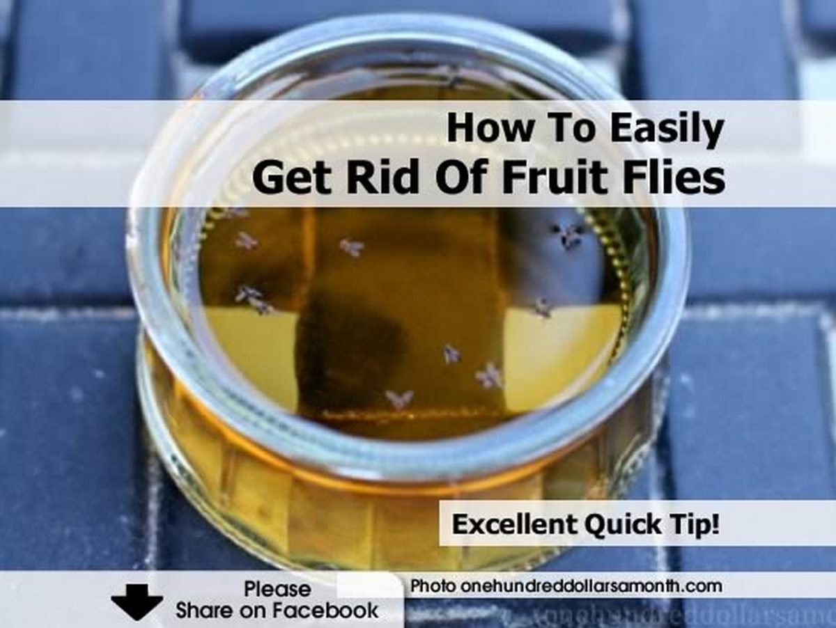 How To Easily Get Rid Of Fruit Flies