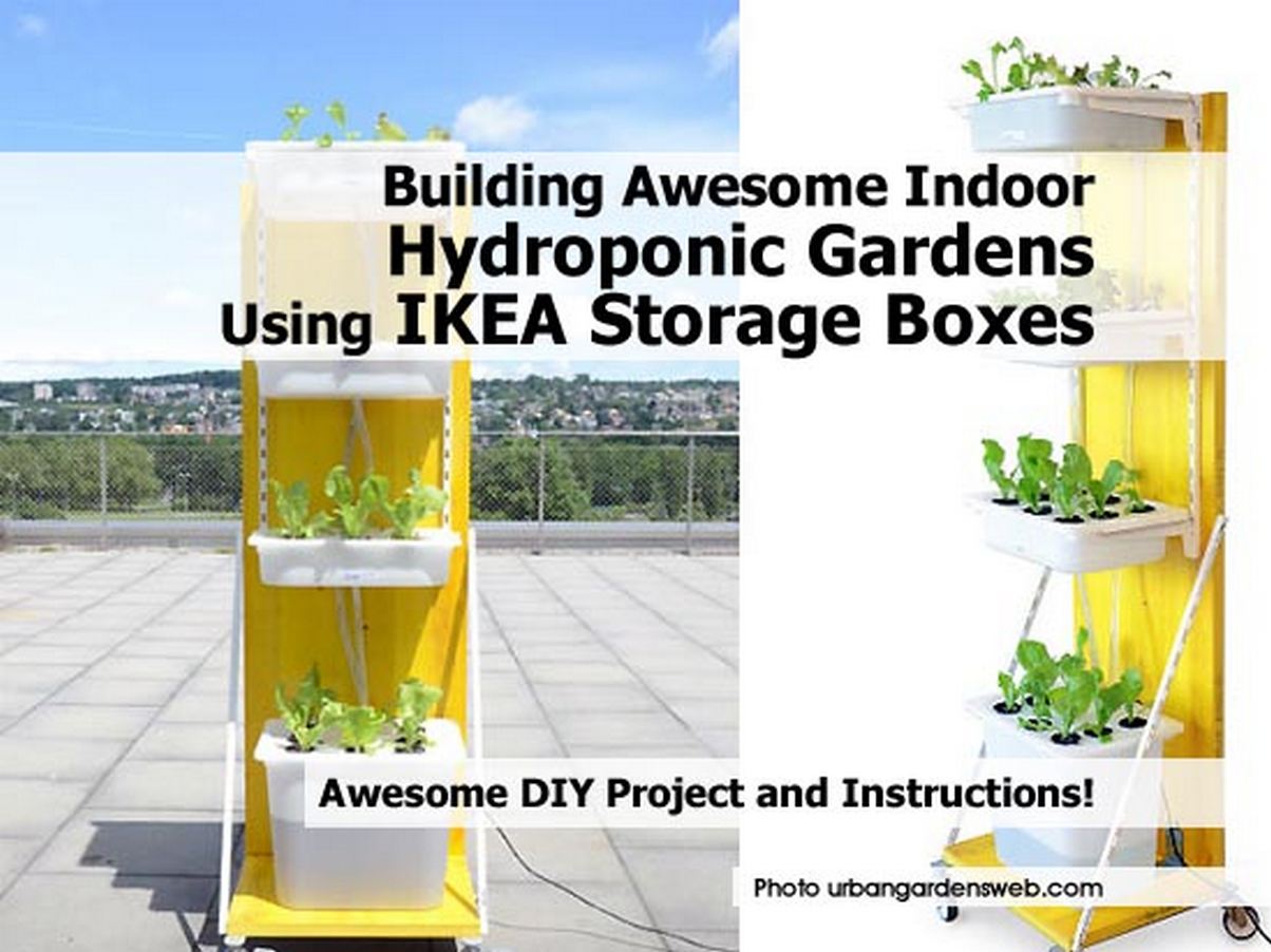 hydroponic cultivation of roses