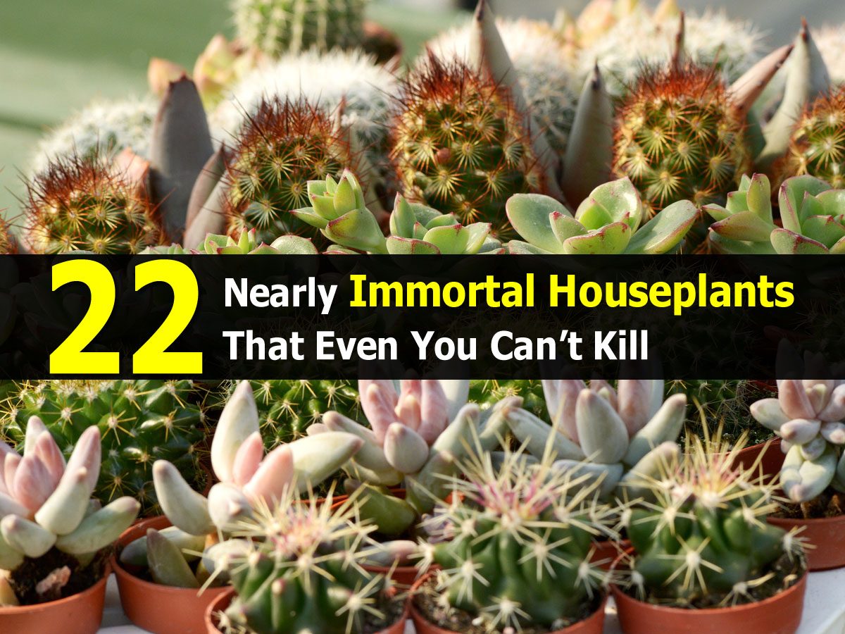 22 Nearly Immortal Houseplants That Even You Can’t Kill