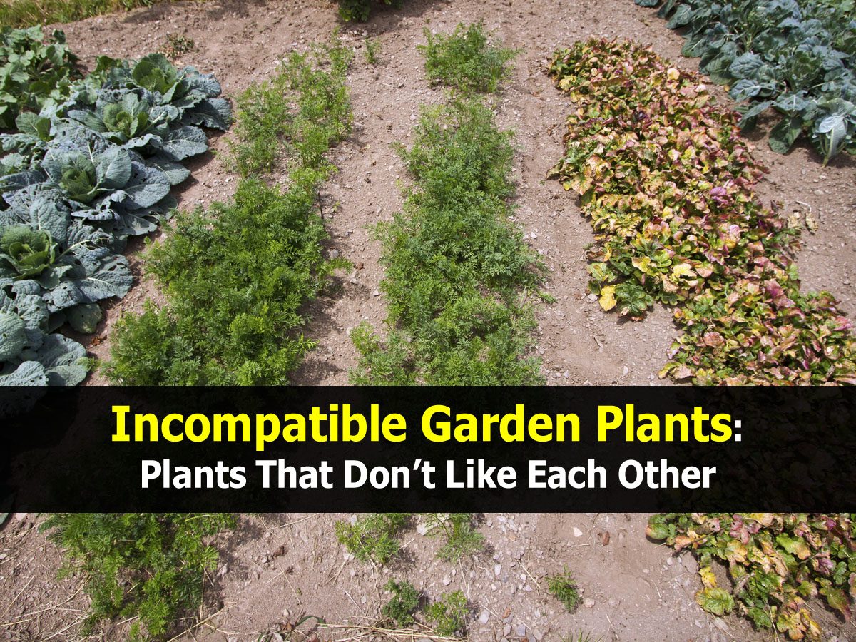 Garden Plants Plants That Don’t Like Each Other