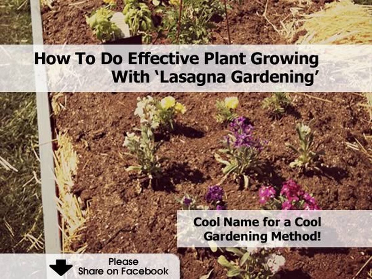 How To Do Effective Plant Growing With 'Lasagna Gardening'