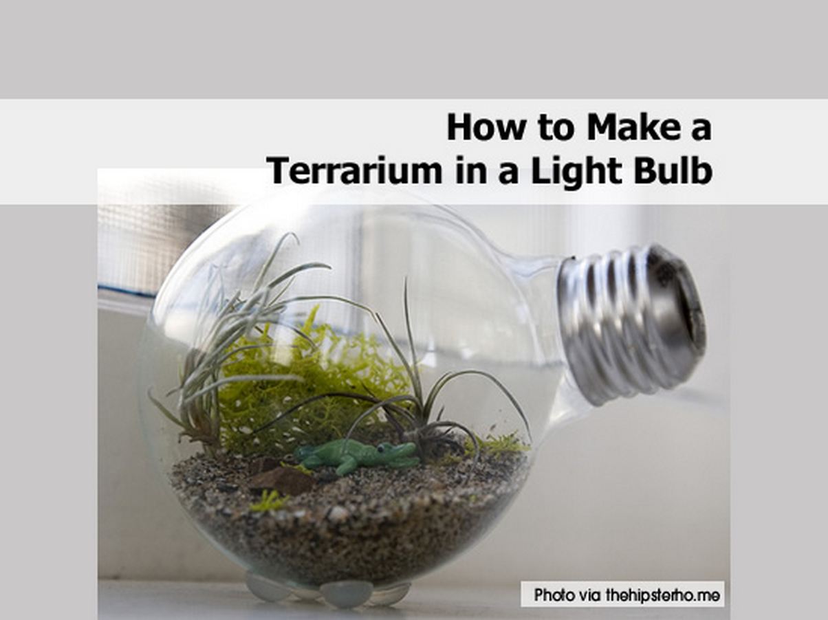 How to Make a Terrarium in a Light Bulb