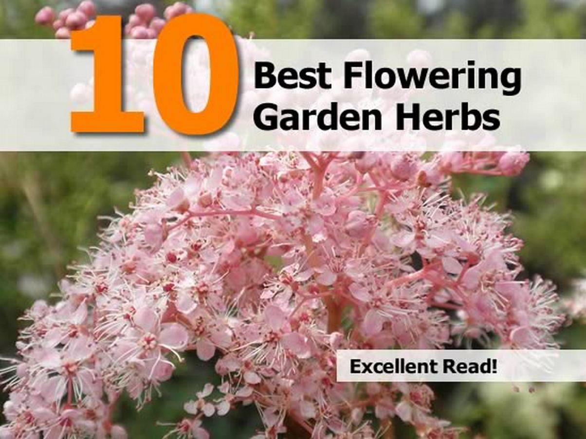 10 Best Flowering Garden Herbs