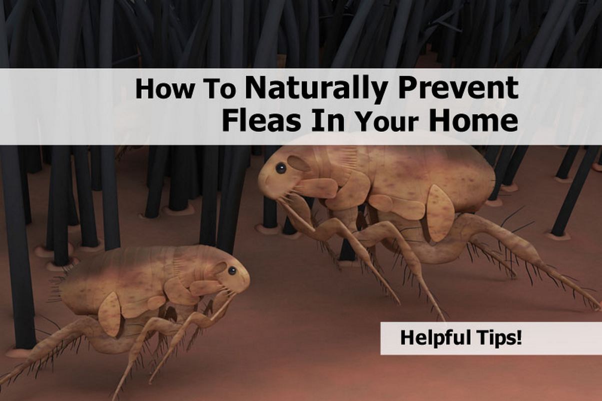 How To Naturally Prevent Fleas In Your Home
