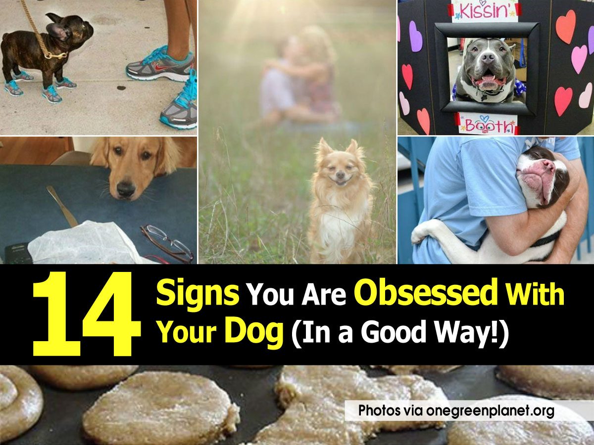 14 Signs You Are Obsessed With Your Dog (In a Good Way!)