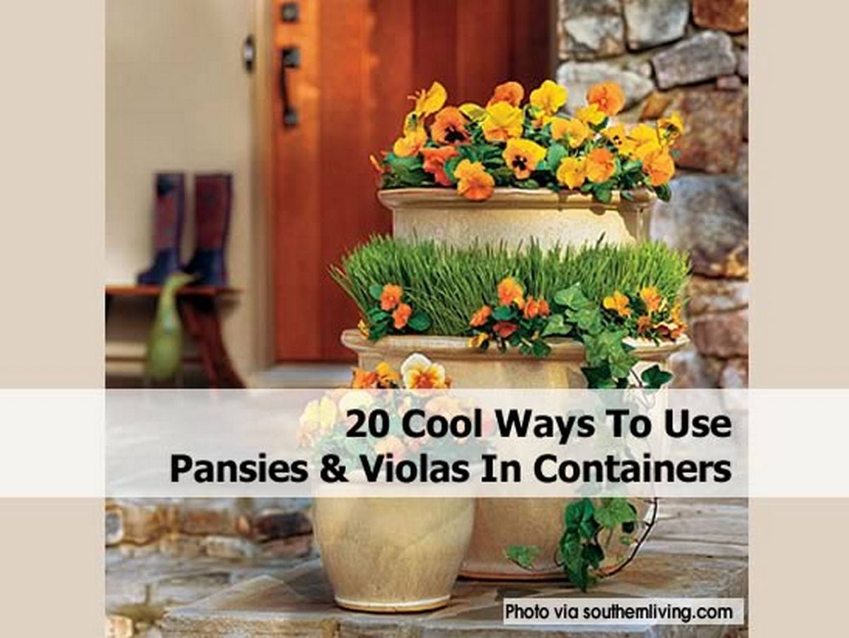 20 Cool Ways To Use Pansies & Violas In Containers