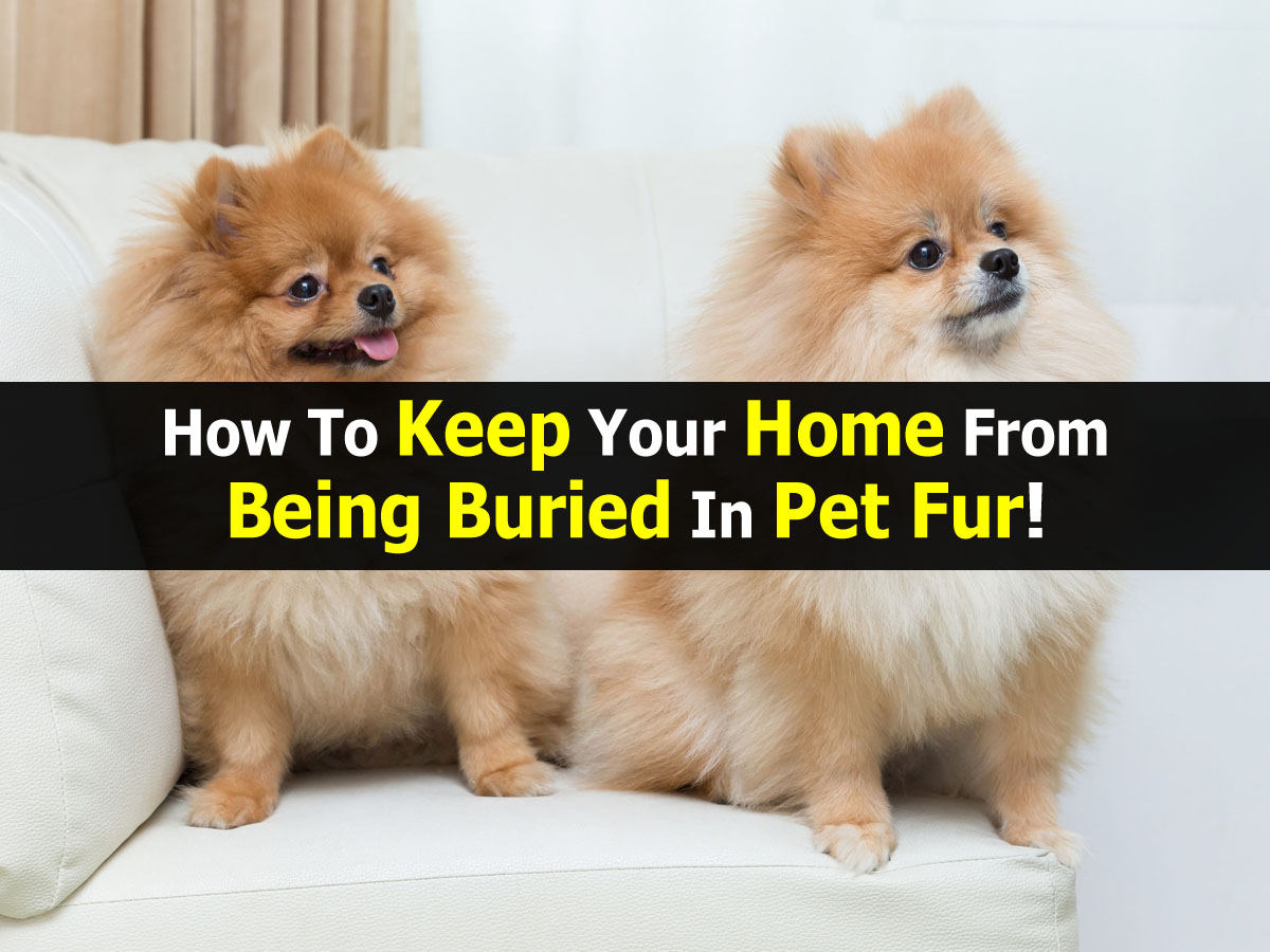 How To Keep Your Home From Being Buried In Pet Fur!