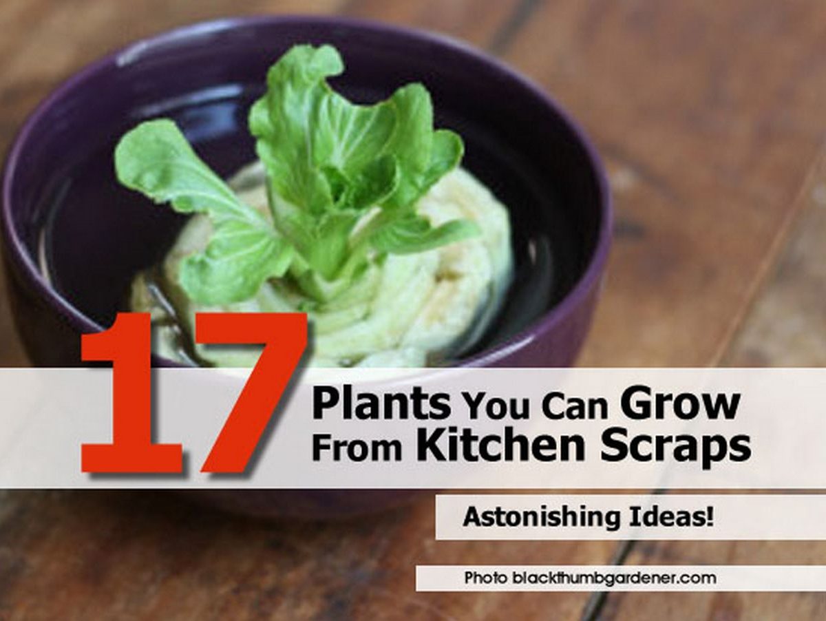 17 Plants You Can Grow From Kitchen Scraps