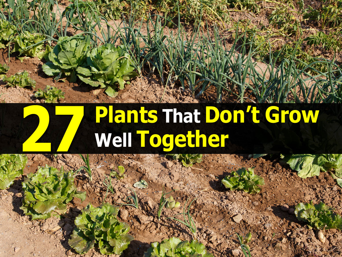 27 Plants That Don’t Grow Well Together