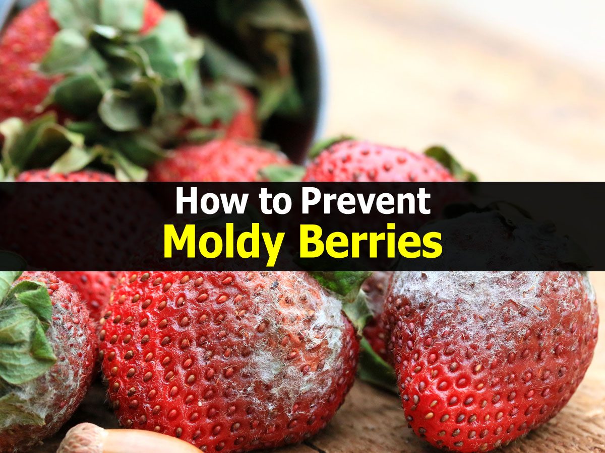 How to Prevent Moldy Berries