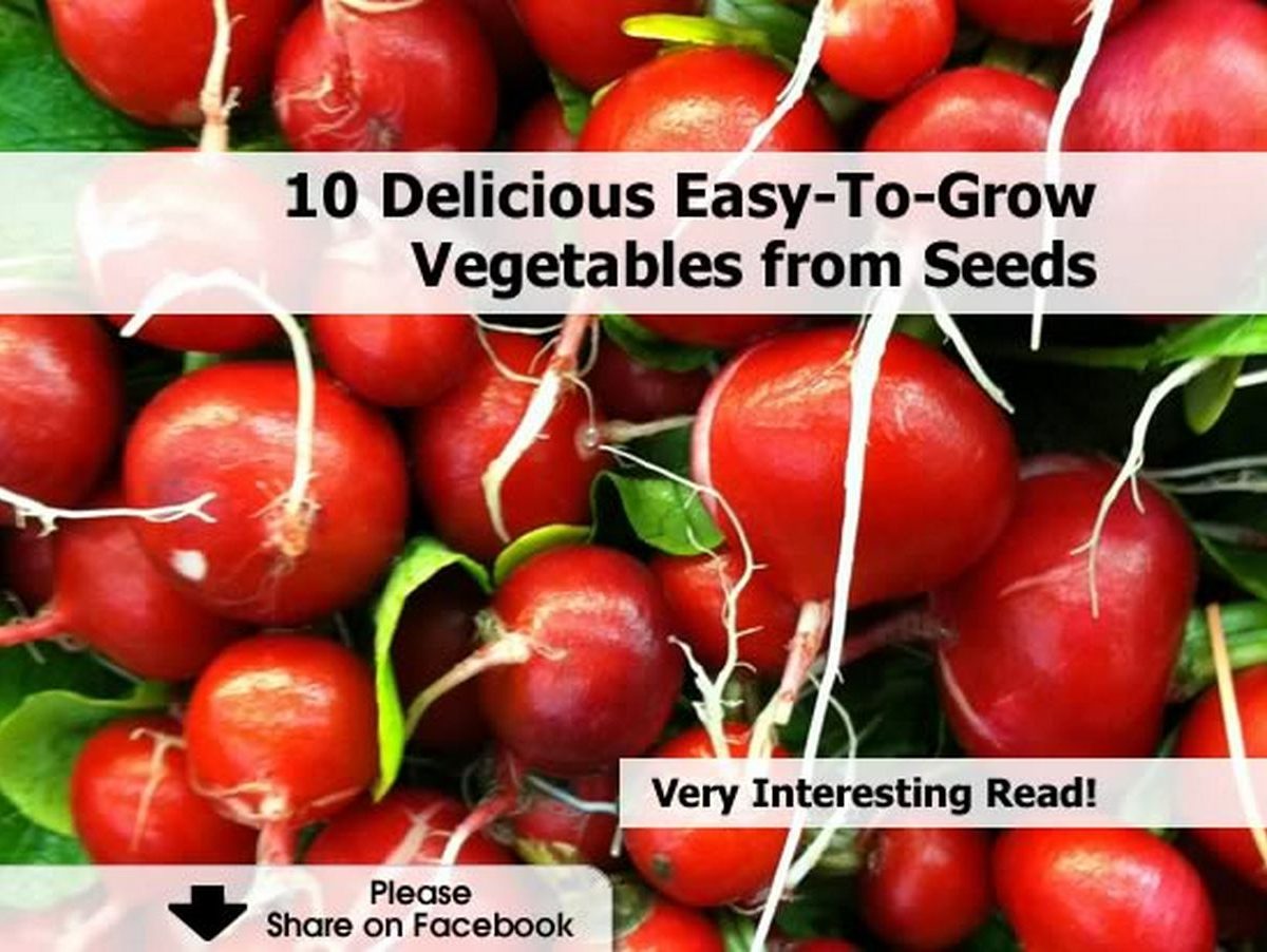 10 Delicious EasyToGrow Vegetables from Seeds