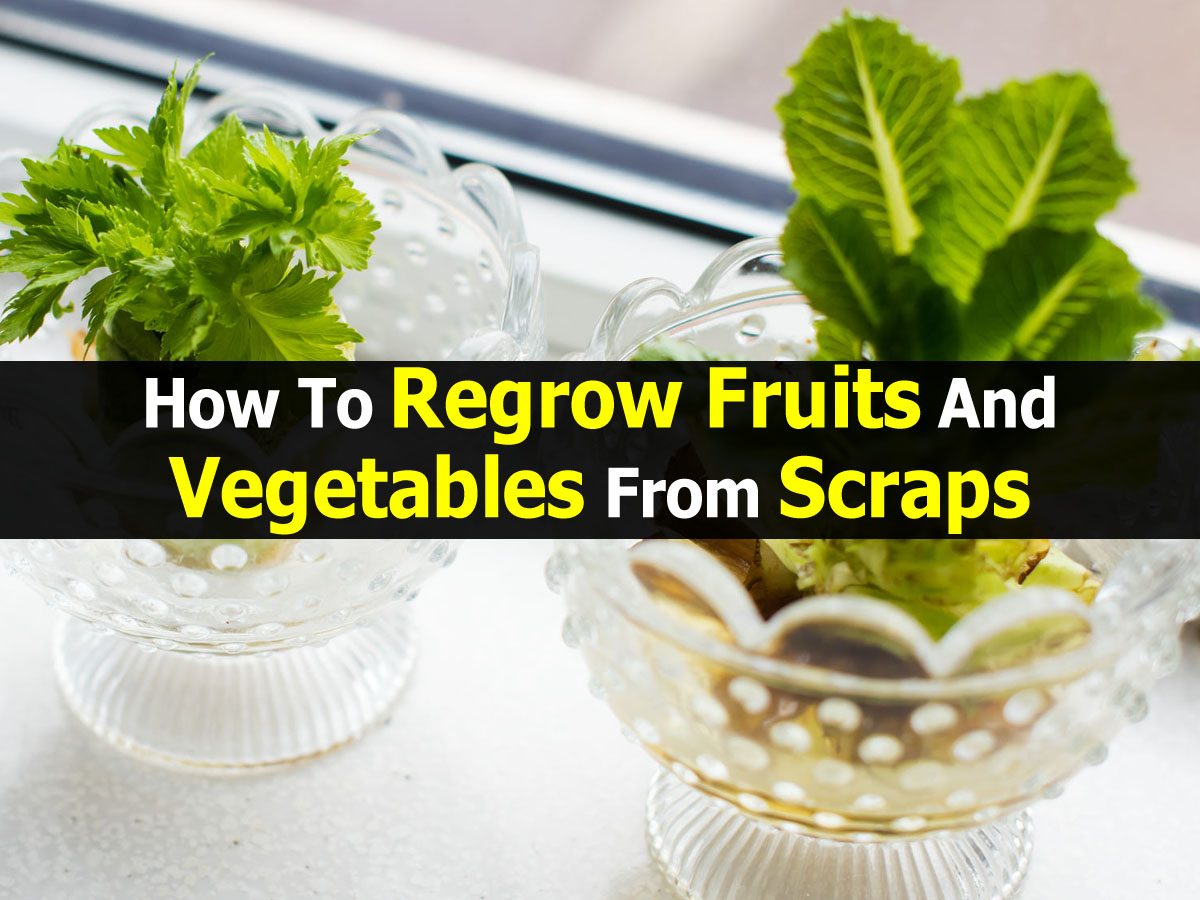 How To Regrow Fruits And Vegetables From Scraps