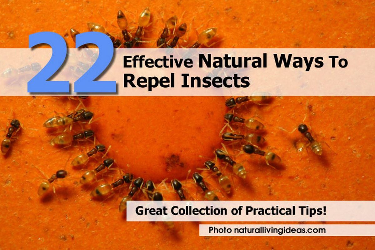 22 Effective Natural Ways To Repel Insects
