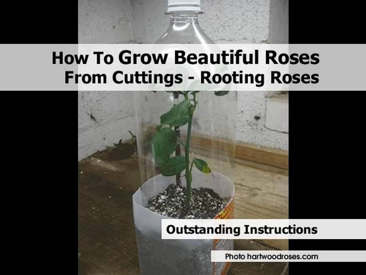 how to grow beautiful roses from cuttings rooting roses how to grow beautiful roses from cuttings rooting roses