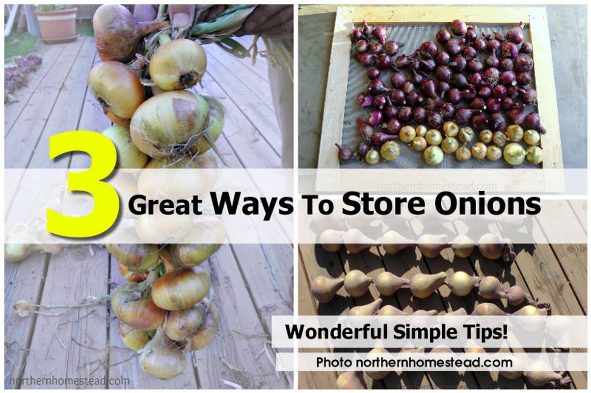 3 Great Ways To Store Onions