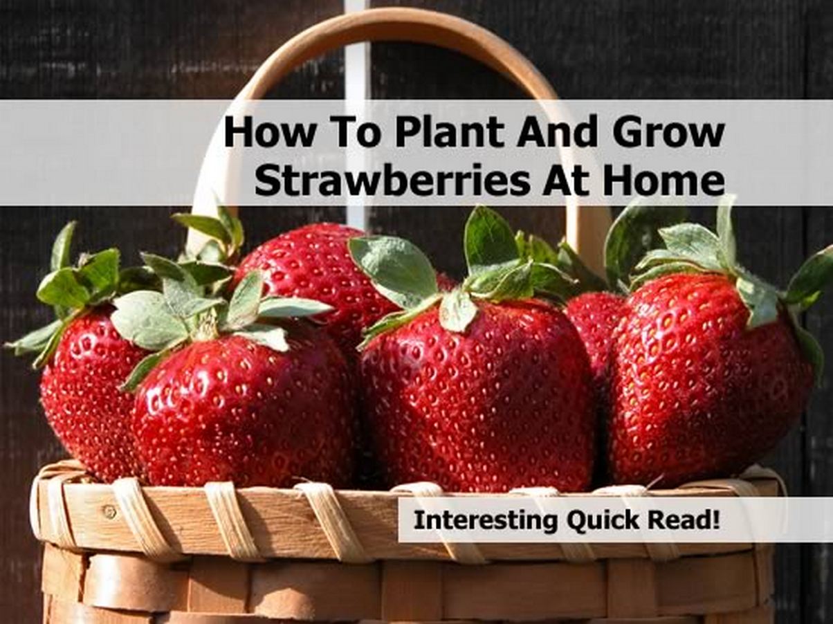 How To Plant And Grow Strawberries At Home